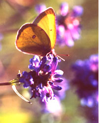 Western Sulphur Butterfly on Penstemon euglaucus